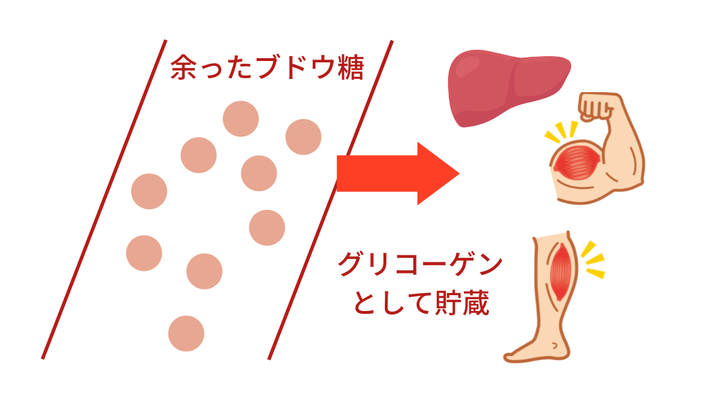 血糖値と脂肪の関係（余ったブドウ糖がグリコーゲンとして貯蔵される）