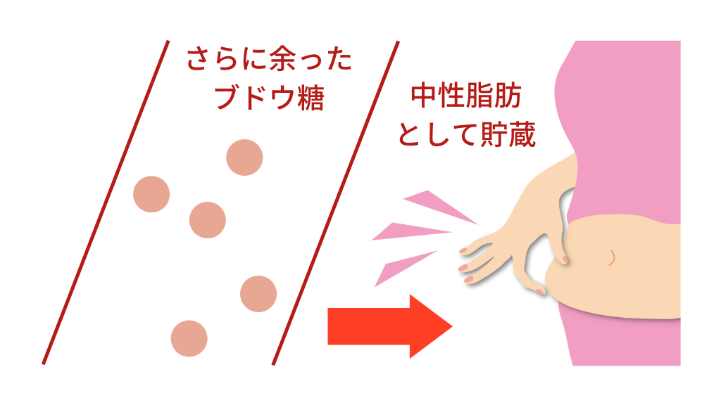 血糖値と脂肪の関係（さらに余ったブドウ糖は中性脂肪として貯蔵される）