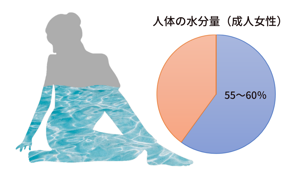 水を飲んでも脂肪は燃えない、それでも水がダイエットに有効な理由【体水分率を上げる水の飲み方】人体の水分量（成人女性）