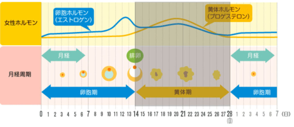 女性が痩せにくい時期 痩せやすい時期はいつ ダイエット中の月経期の過ごし方 生理とダイエット Well Body
