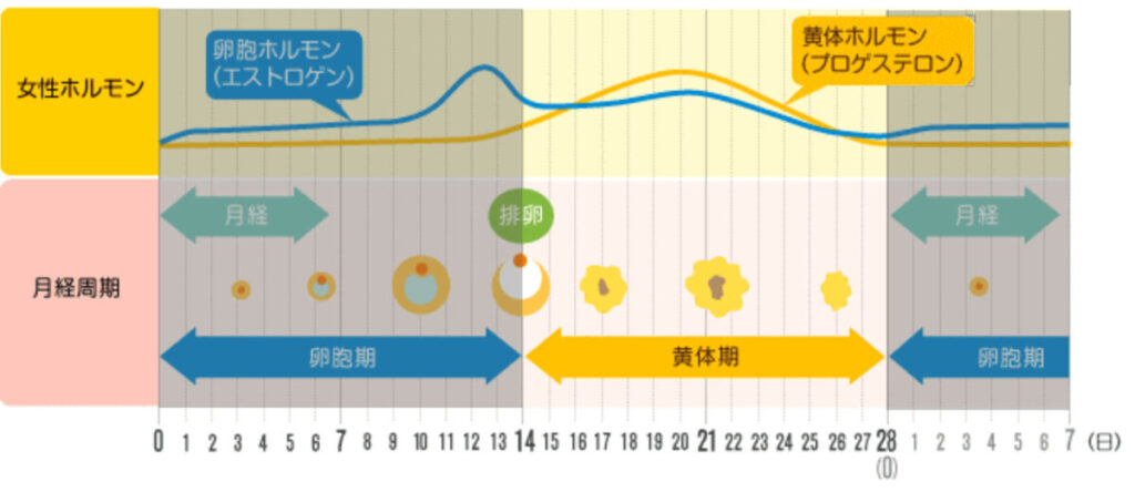 女性が痩せにくい時期 痩せやすい時期はいつ ダイエット中の月経期の過ごし方 生理とダイエット Well Body