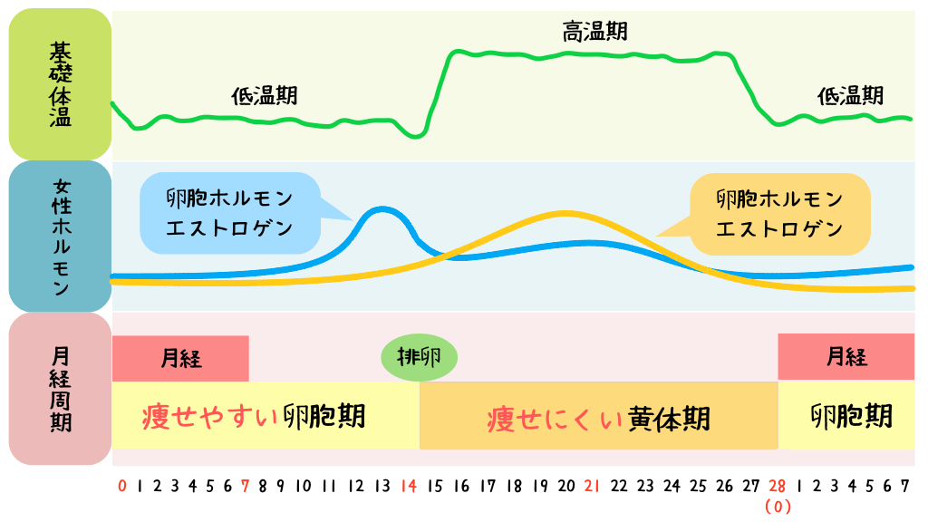 ダイエットを成功に導く、ソフィのシンプルな生理管理アプリを紹介