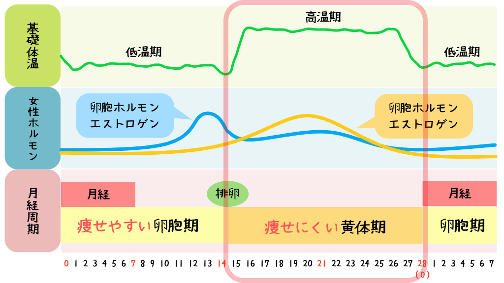 女性が痩せにくい時期、痩せやすい時期はいつ？ダイエット中の月経期の過ごし方【生理とダイエット】