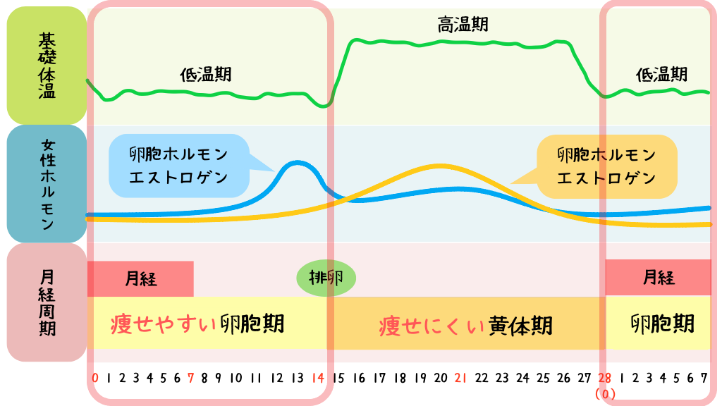 女性が痩せにくい時期、痩せやすい時期はいつ？ダイエット中の月経期の過ごし方【生理とダイエット】